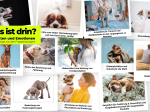 Rudelreport 2025/3: Hundegesundheit und Ernährung